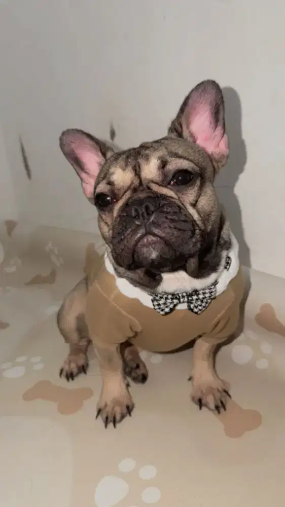 Anjing Frenchie French Bulldog