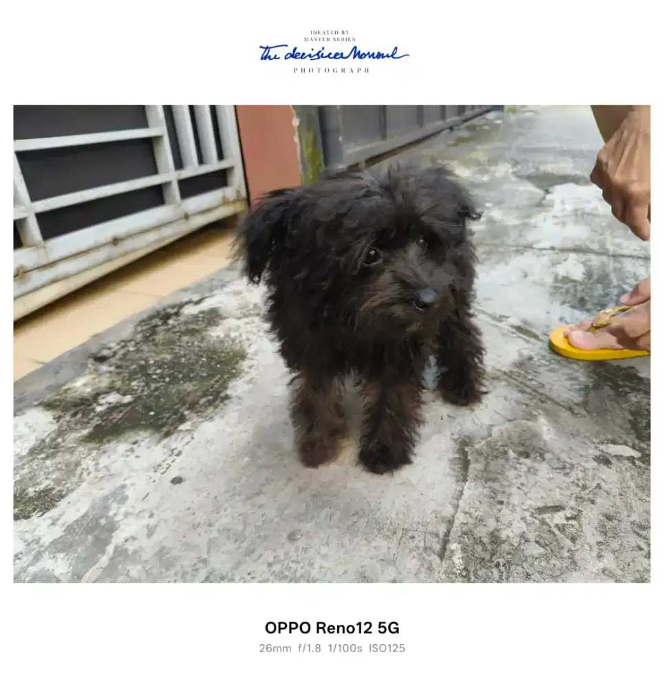 Anjing Poodle Hitam Betina