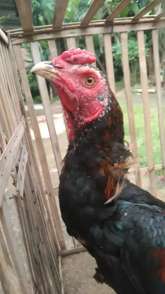 Ayam jago janggaran Bangkok x pakhoy