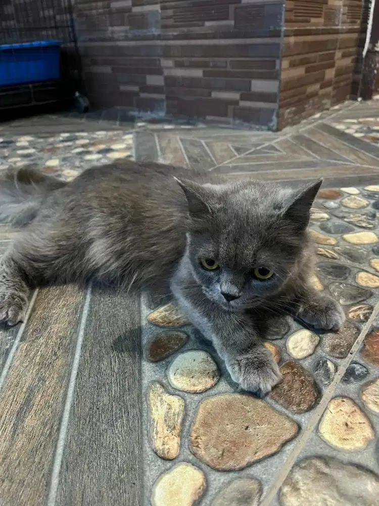 Kucing persia abu abu betina