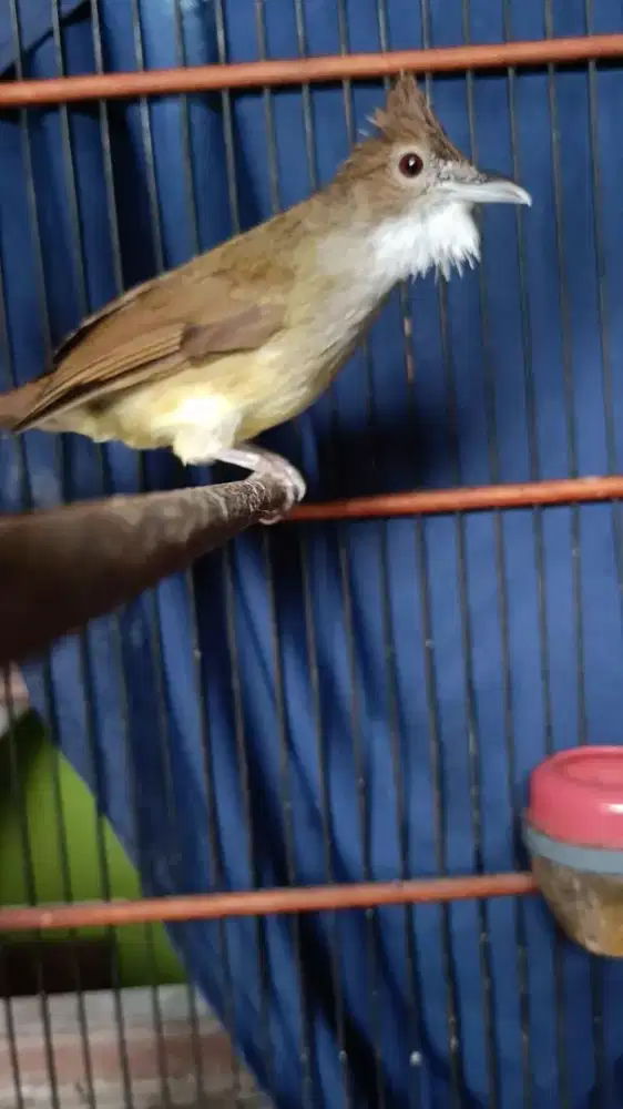 Burung masteran mbeset