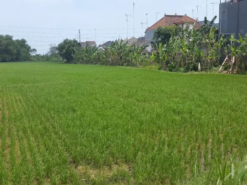 Jual Tanah Mondokan Tuban Jawa Timur