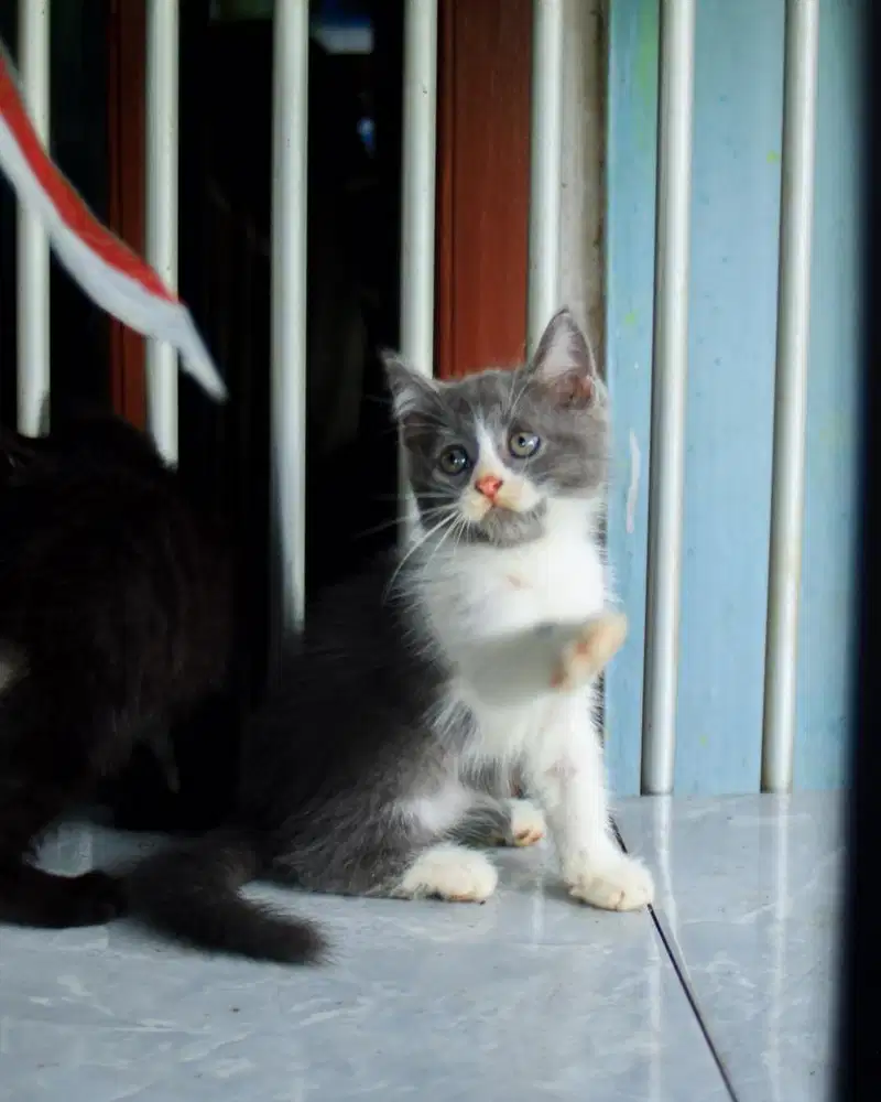 kucing bsh betina 2.5 bulan