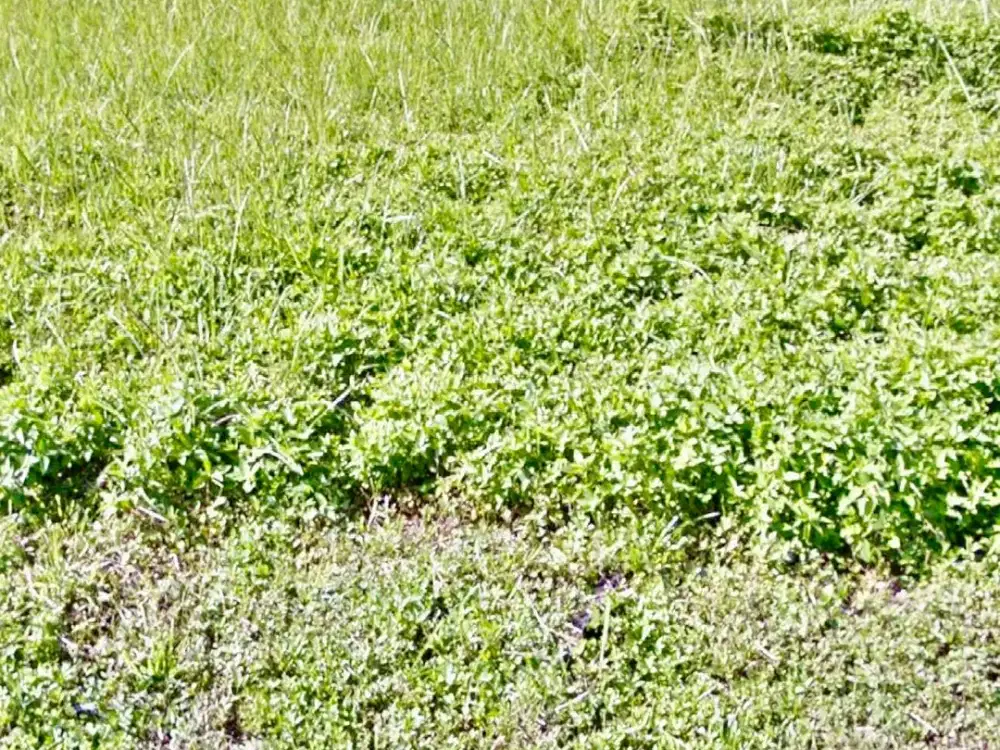 DIJUAL KAVLING TANAH WOODLAND CITRALAND DEKAT PASAR MODERN CIPUTRA