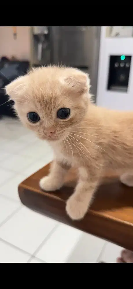 Scottish fold sepasang
