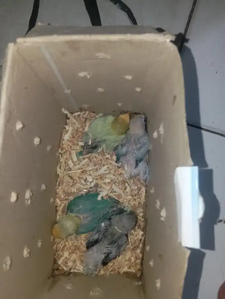 Lolohan Lovebird 4 ekor