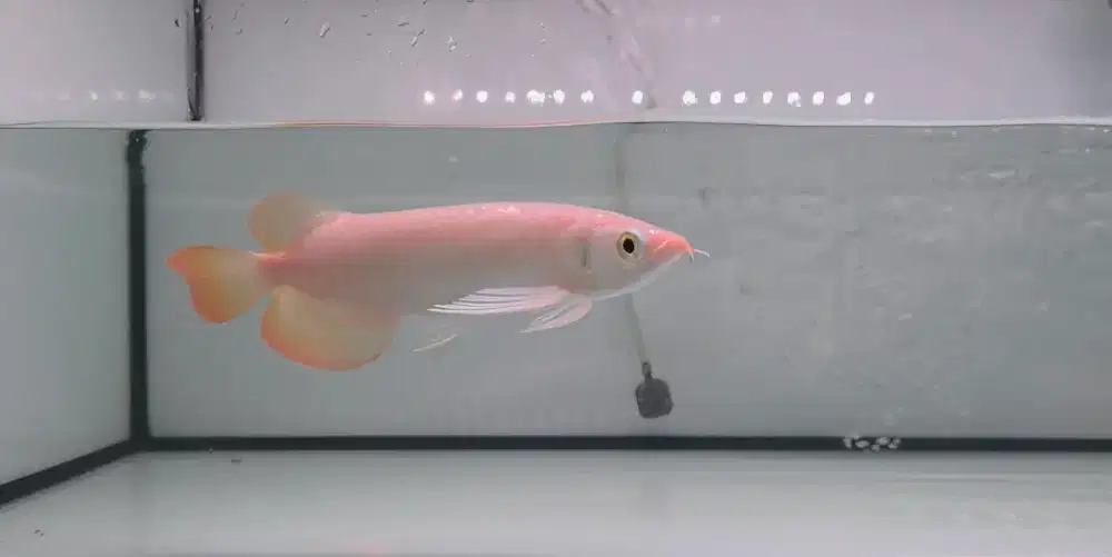 Arwana Super Red 20cm bahan calon merah kualitas