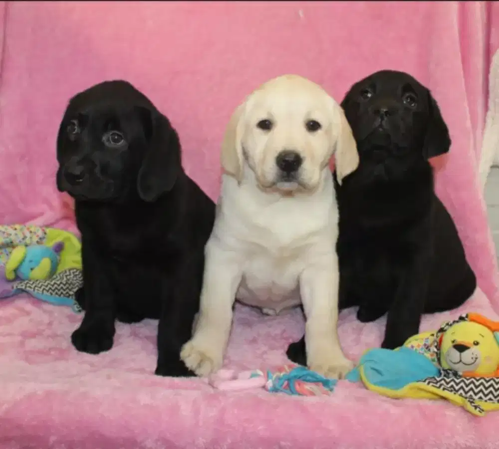 JUAL ANJING LABRADOR RETRIEFER PUPPY