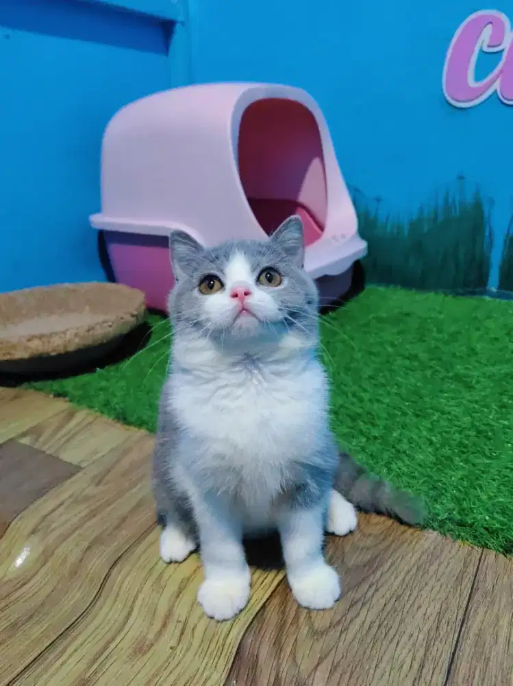BSH Bico Blue LinePed Betina Kitten British Short Hair Pure