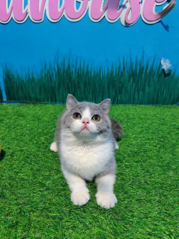 BSH Bico Blue LinePed Betina Kitten British Short Hair Pure