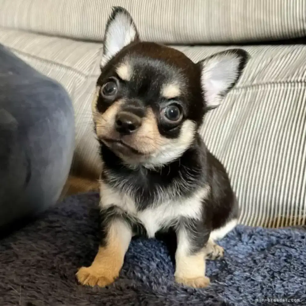 JUAL ANJING CHIHUAHUA PUPPY