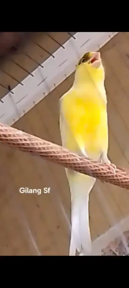 Kenari F1 Rasmi eks lomba