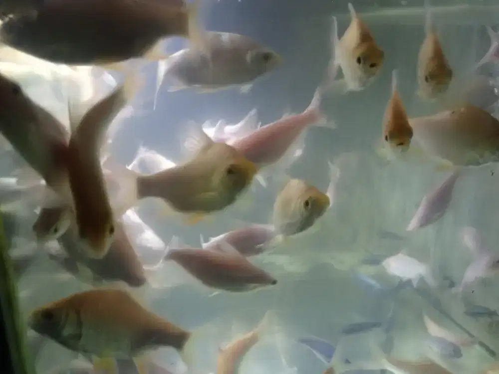 Ikan hias kaviat patin albino