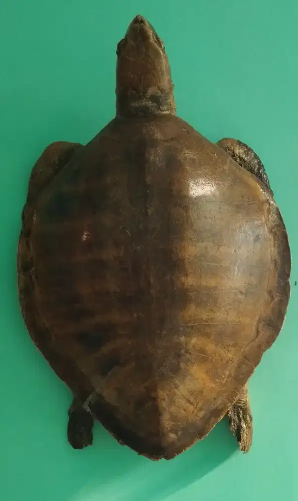 Pajangan rumah, hiasan dinding, dekorasi dinding rumah,