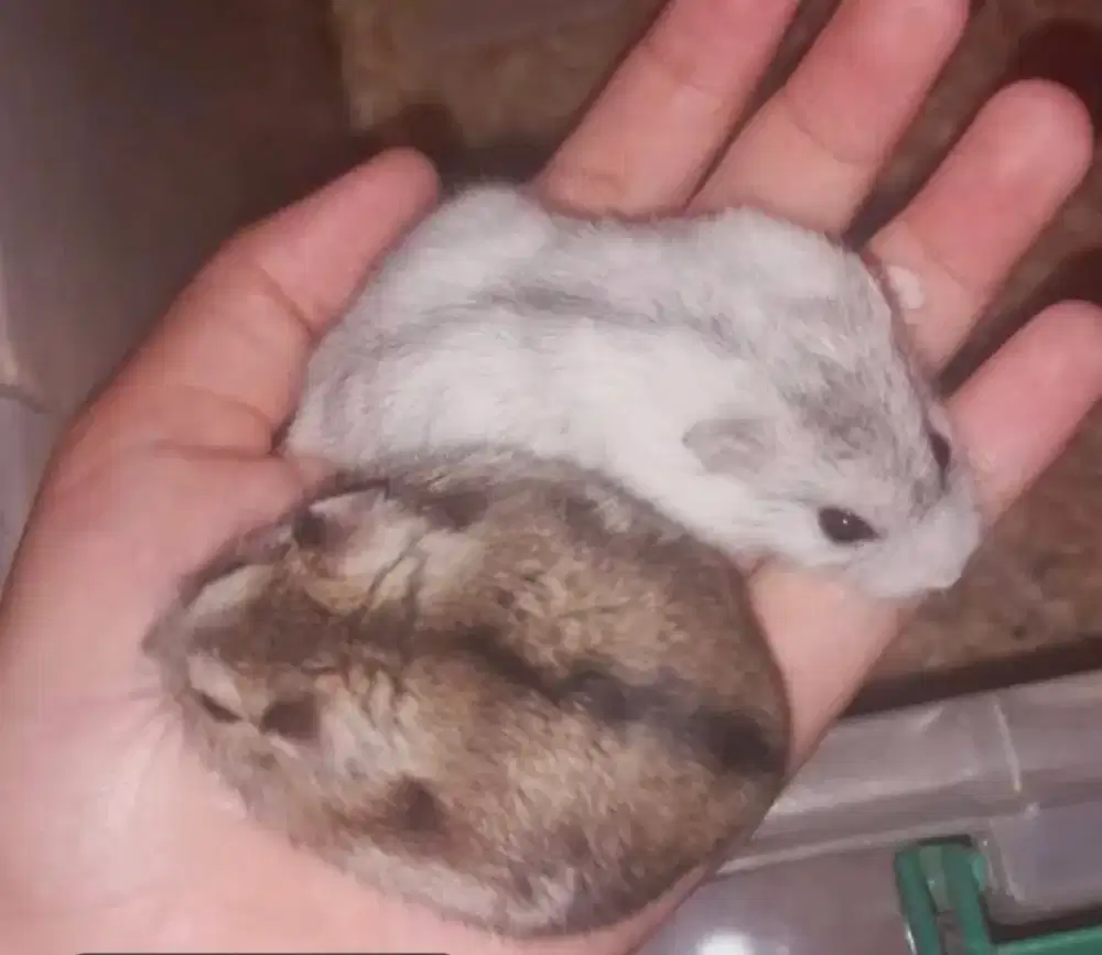 hamster Gratis anakan kebanyakan jenis winter white