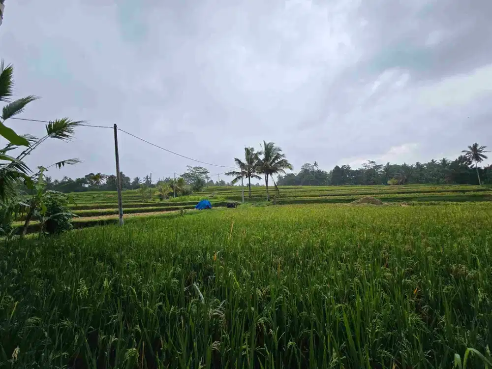 Dijual tanah datar view sawah keliling di penebel tabanan bali