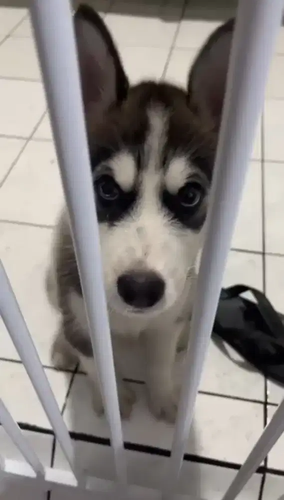 Husky jantan 3bln badan tulang besar