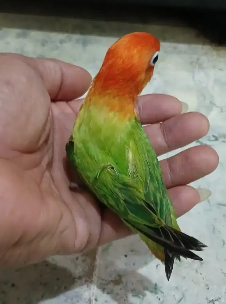 Burung lovebird