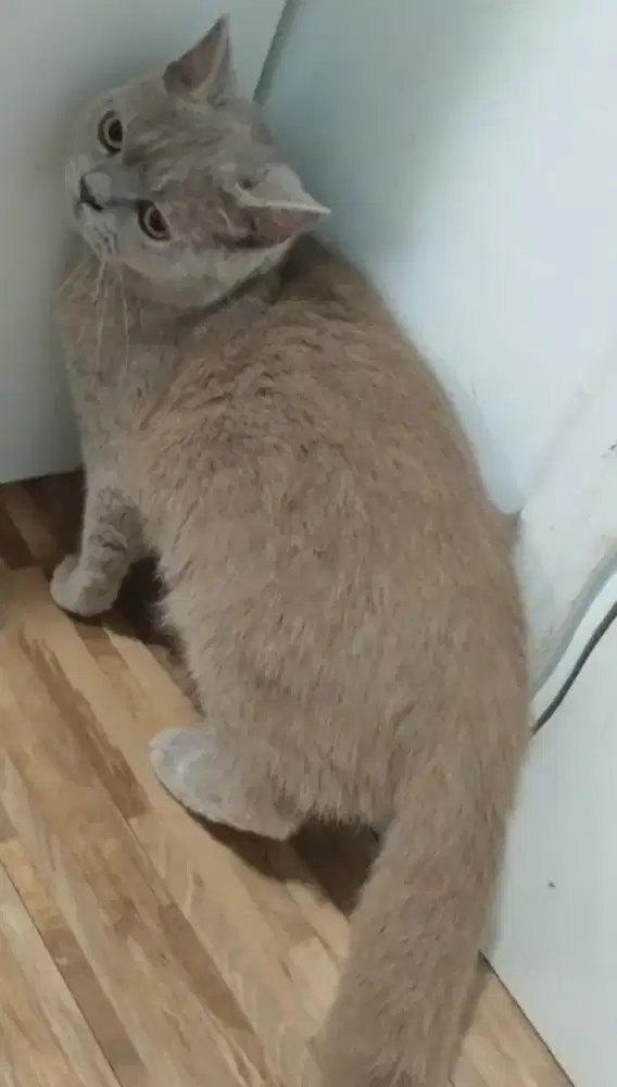 BSH Lilac Proven Line Ped