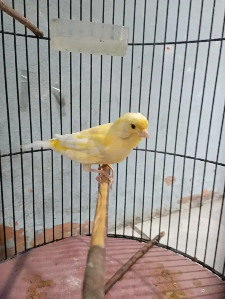 Burung kenari betina siapan produksi