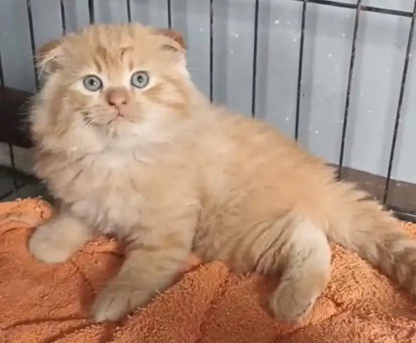 Kucing scotish fold jantan