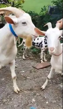 sepasang kambing hias saanen 1 tahunan FB ori putih bersih siap ternak