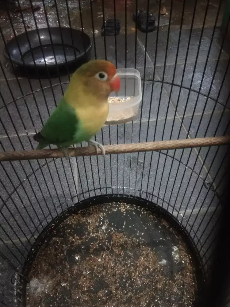 Love bird lovebird betina