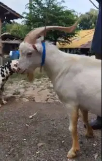 sepasang kambing hias saanen 1 tahunan tanduk panjang exotik unik puas