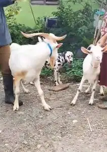 sepasang kambing hias saanen 1 tahunan tanduk panjang exotik unik puas