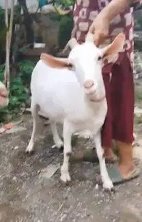 sepasang kambing hias saanen 1 tahunan tanduk panjang exotik unik puas