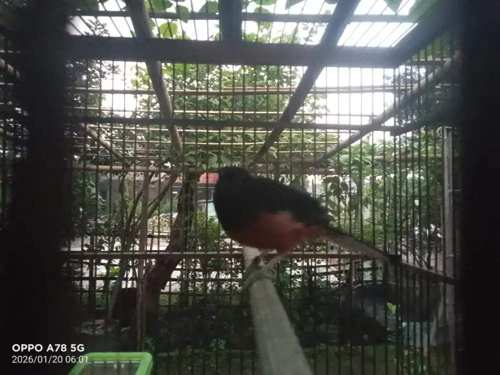 Murai batu Medan Pastol