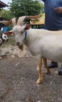 sepasang kambing hias exotik tanduk panjang ras saanen 1 tahunan unik