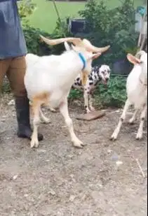sepasang kambing hias exotik tanduk panjang ras saanen 1 tahunan unik