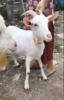 sepasang kambing hias exotik tanduk panjang saanen 1 tahunan rawatan