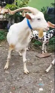 sepasang kambing hias putih saanen exotik tanduk panjang 1 tahunan top