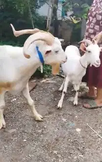 sepasang kambing hias saanen 1 tahunan tanduk panjang exotik unik puas