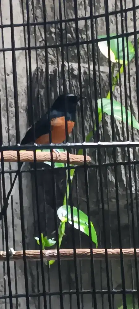 Dijual Burung Murai Batu, Medan