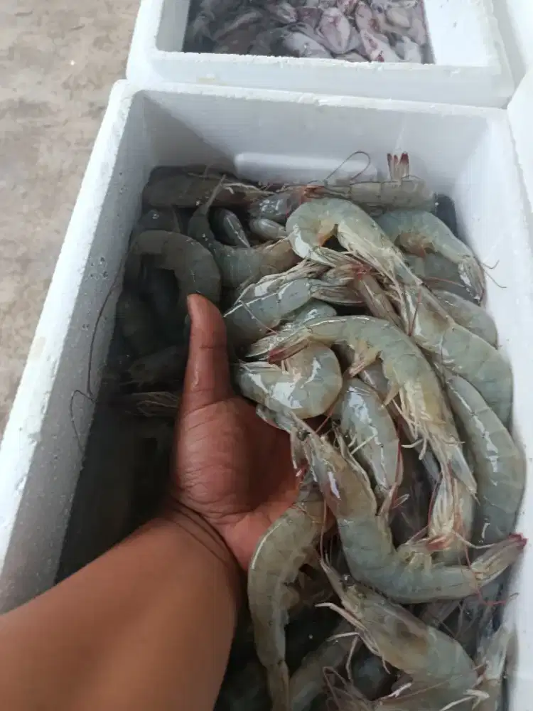 Udang Vaname Segar ±200gr Cuma 20rb – Hemat & Praktis untuk Masak