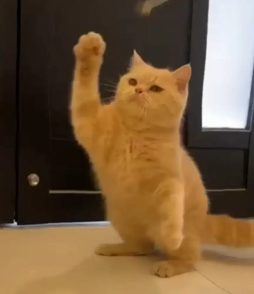 BSH Fawn Cream Male Line Ped