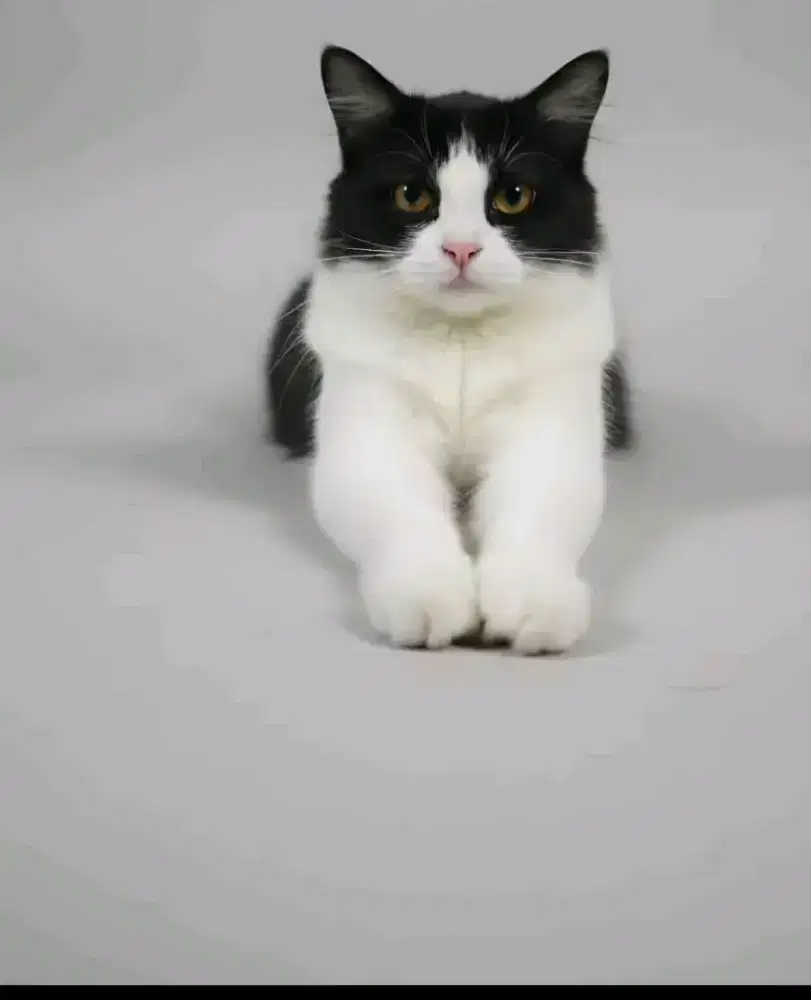 Catlover black white