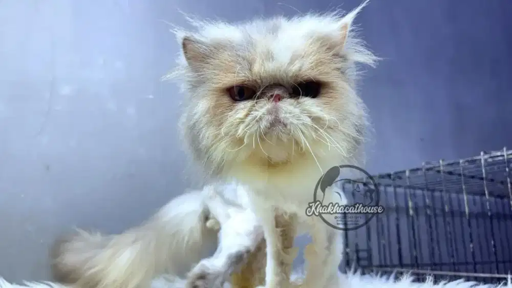 Peaknose Calico Jantan