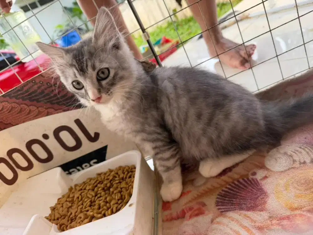 Dijual anak kuncing persia