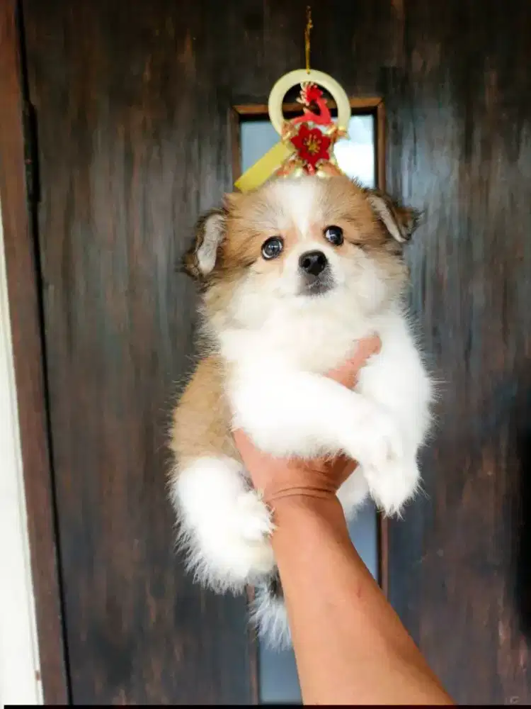 Puppy Pom mix shihtzu betina