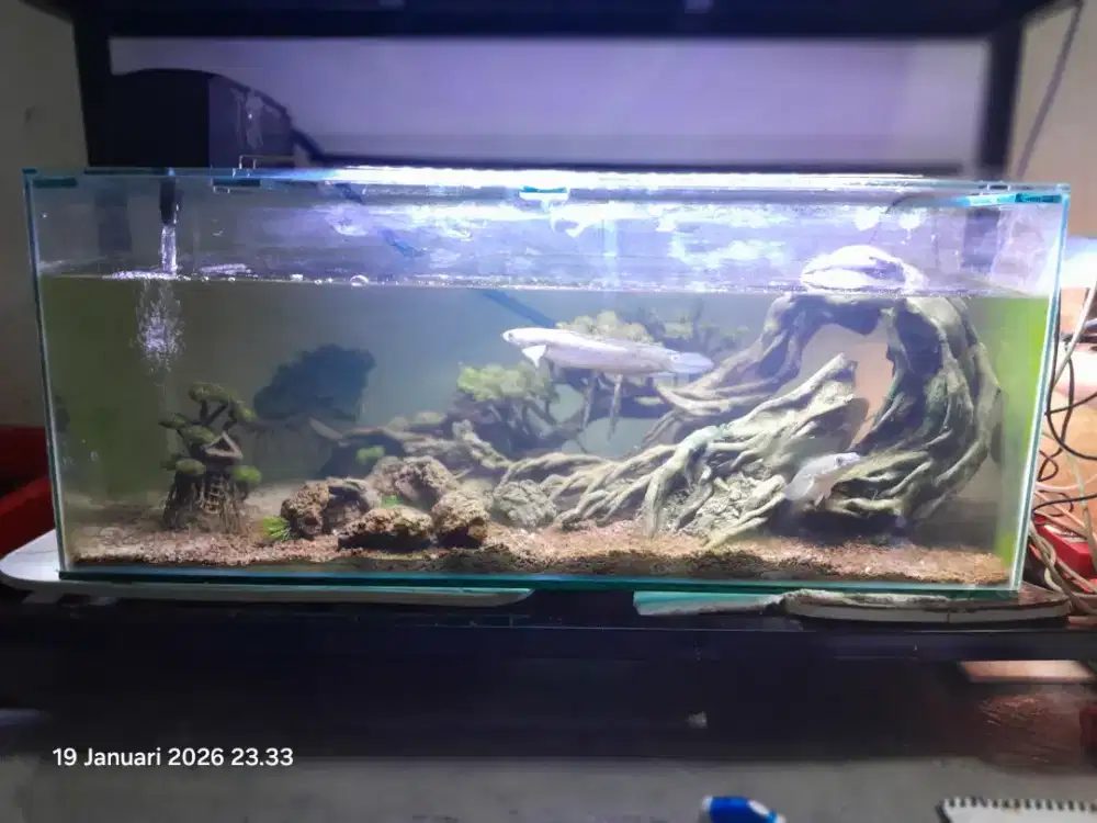 Aquarium aquascape