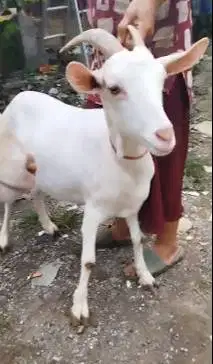 sepasang kambing hias saanen 1 tahunan exotik unik siap ternak hoby2an
