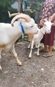 sepasang kambing hias saanen 1 tahunan exotik unik siap ternak hoby2an