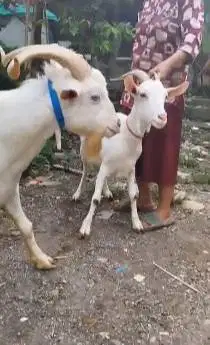 sepasang kambing hias saanen putih 1 tahunan exotik unik rawatan puas