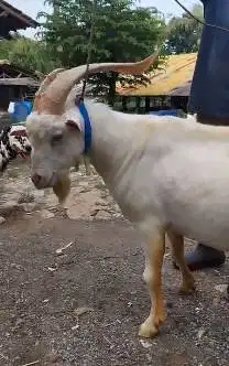 sepasang kambing hias saanen putih 1 tahunan exotik unik rawatan puas