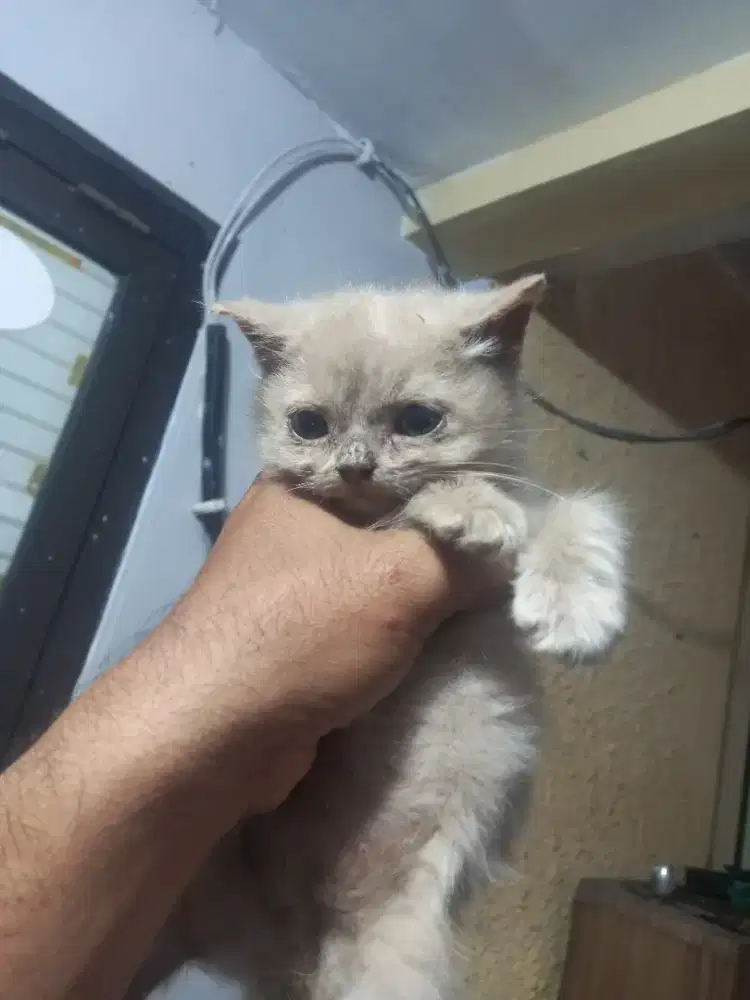 British shorthair kitten