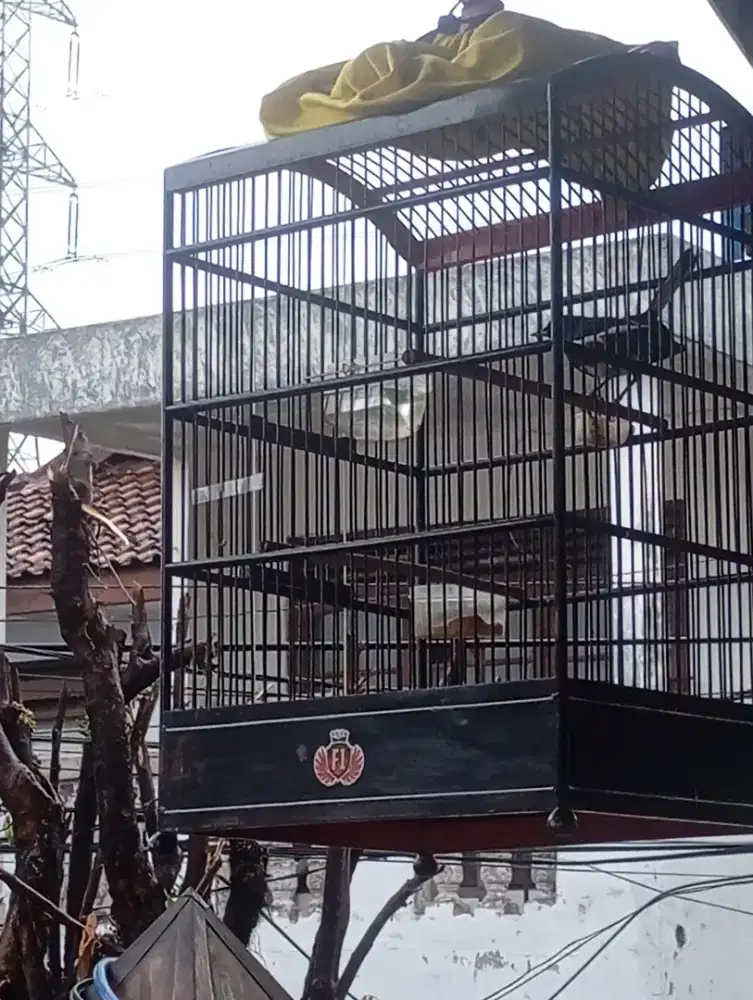 Kacer Jabar rajin kandang kerodong